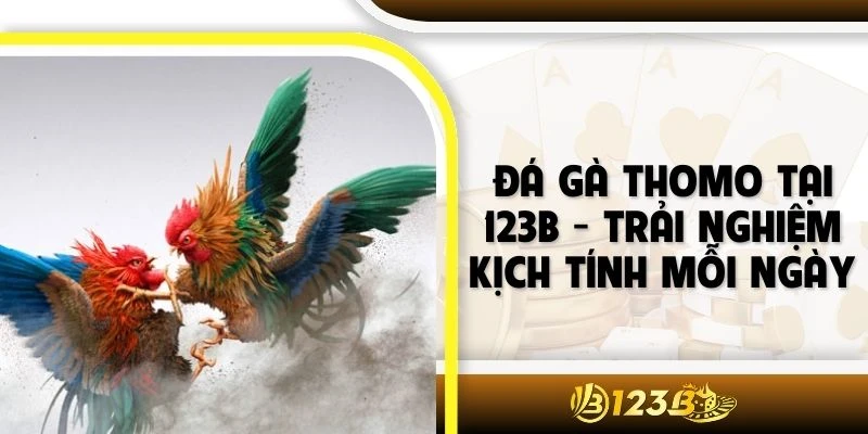 Đá Gà Thomo Tại 123B - Trải Nghiệm Kịch Tính Mỗi Ngày