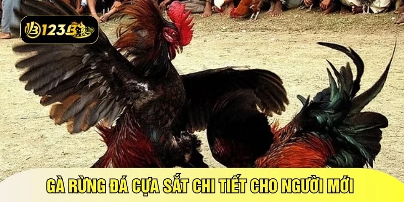 Gà rừng đá cựa sắt chi tiết cho người mới 