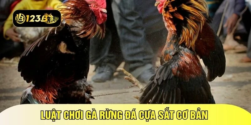 Luật chơi gà rừng đá cựa sắt cơ bản 
